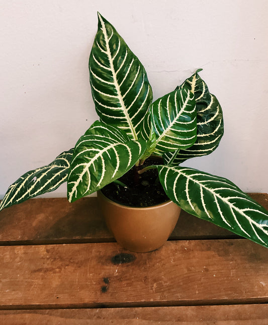Aphelandra squarrosa - Zebra Plant