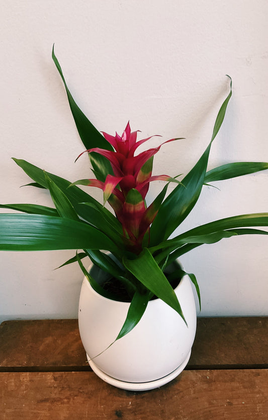 Guzmania - Bromeliad