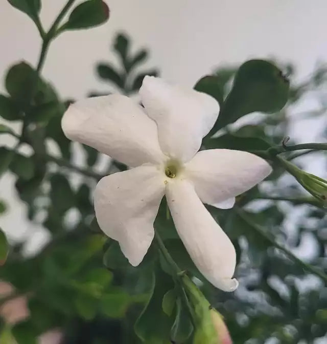 Jasminum officinale