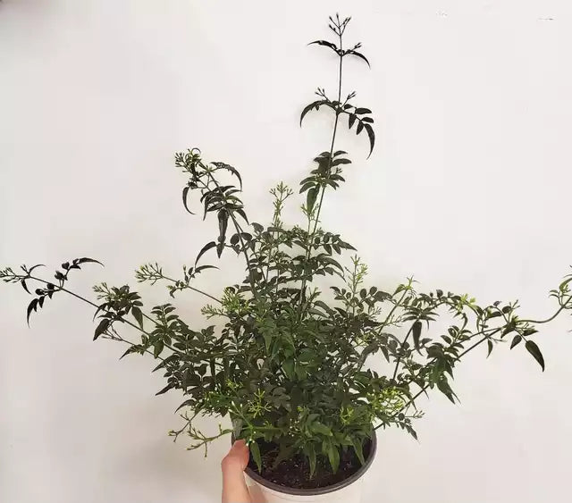 Jasminum polyanthum - Jasmine Vine -