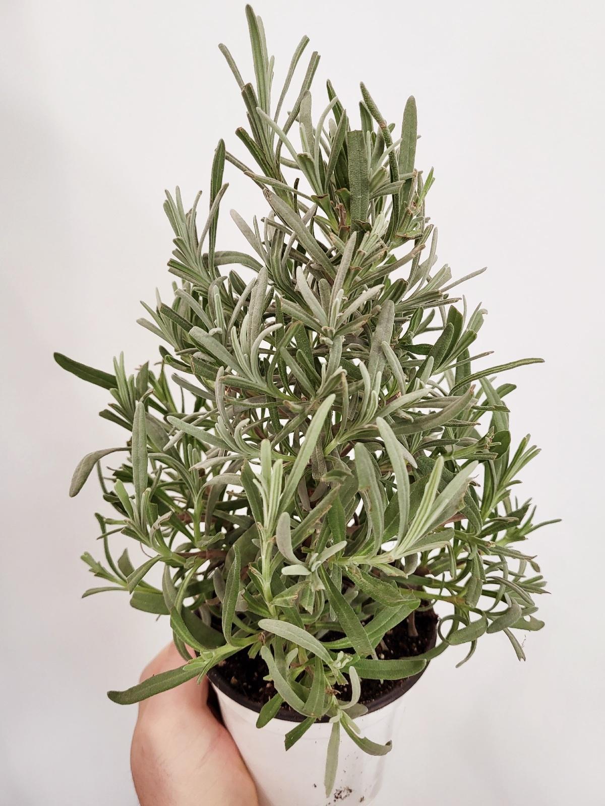 small lavender tree Lavendula spp