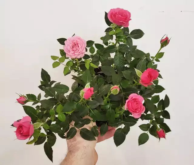 Mini Rose Bush