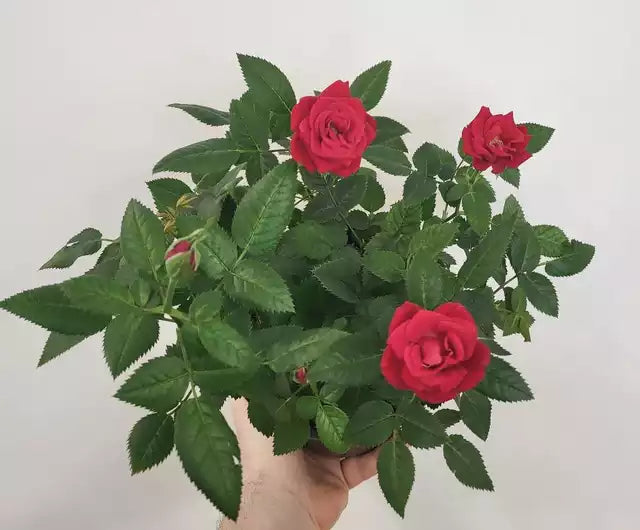 Mini Rose Bush