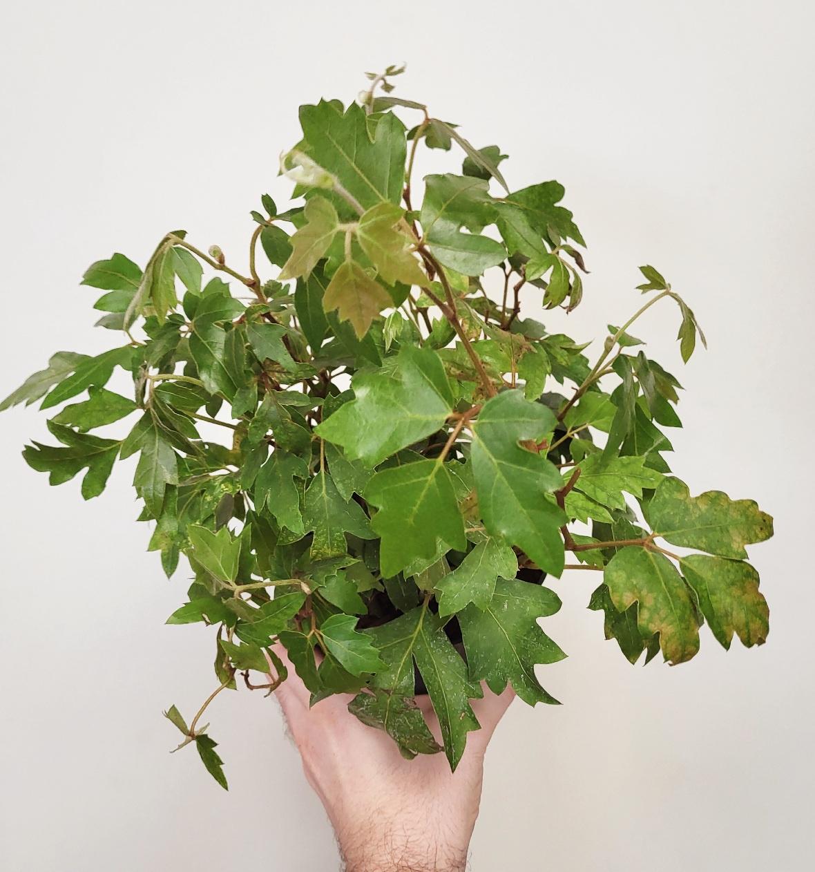 Cissus rhombifolia - Oak Leaf Ivy
