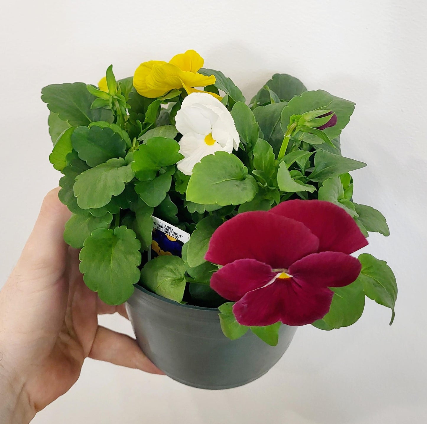Pansy
