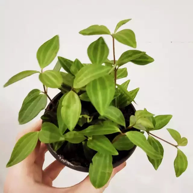 Peperomia angulata - Raydiance peperomia