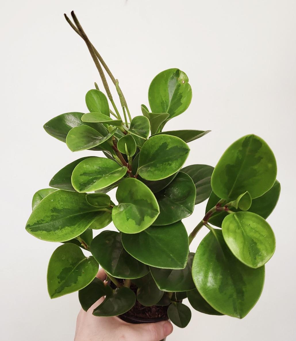 Peperomia (Assorted)