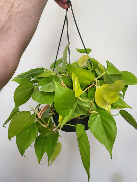 Philodendron cordatum 'Lemon'