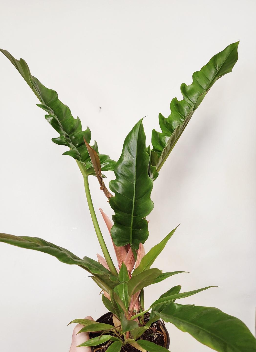 Philodendron 'Narrow Escape'