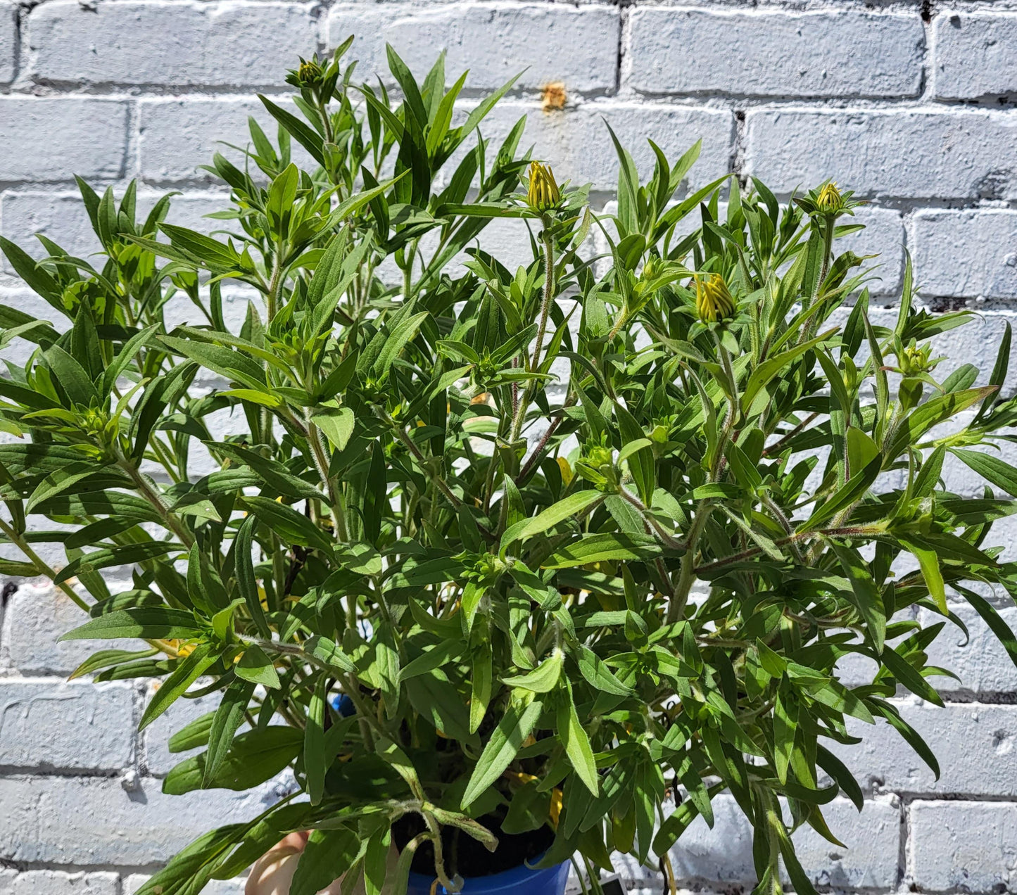 Rudbeckia x 'American Gold Rush' - Black Eyed Susan