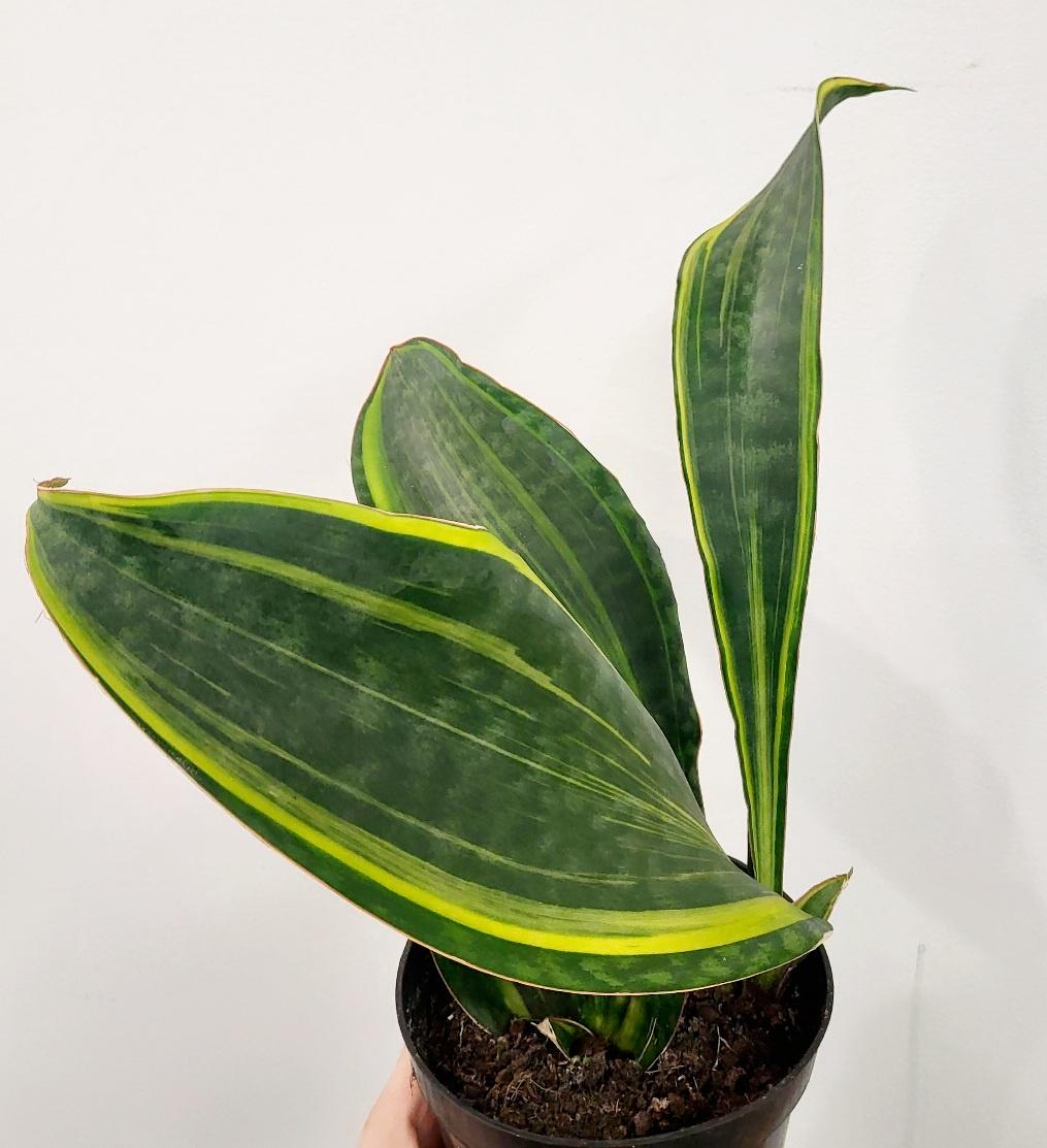 Dracaena masoniana - Whale Fin Snake Plant