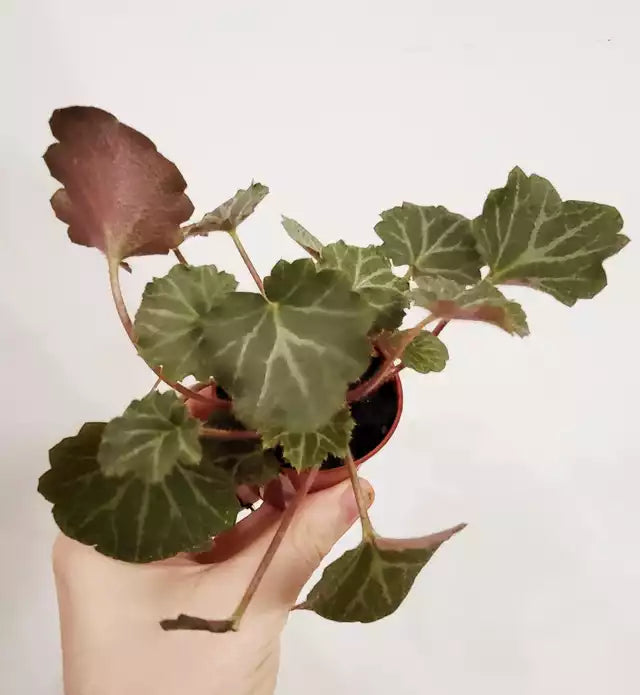 Saxifraga stolonifera - Strawberry Begonia