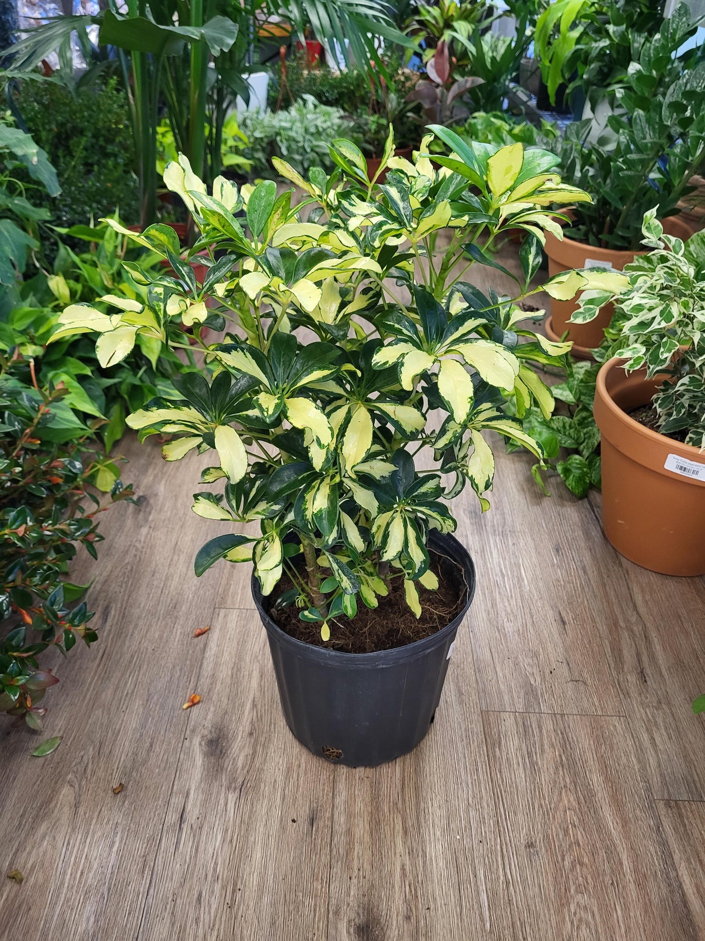 Schefflera 'Trinette'