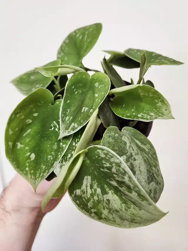 Scindapsus pictus 'Silvery Ann'