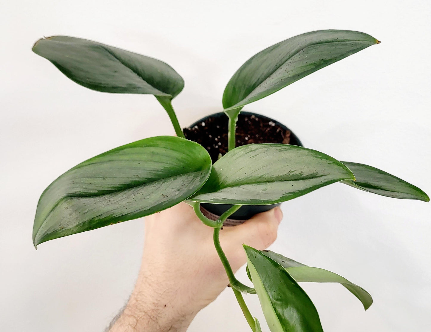 Scindapsus treubii 'Moonlight'