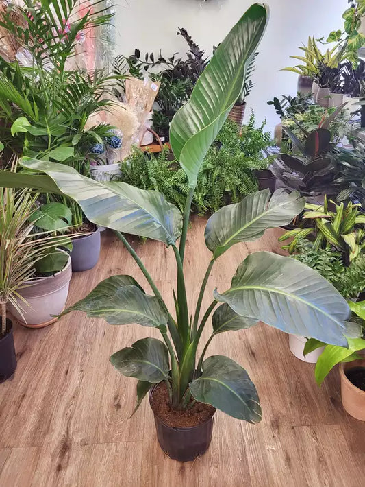 Strelitzia nicolai - Bird of Paradise