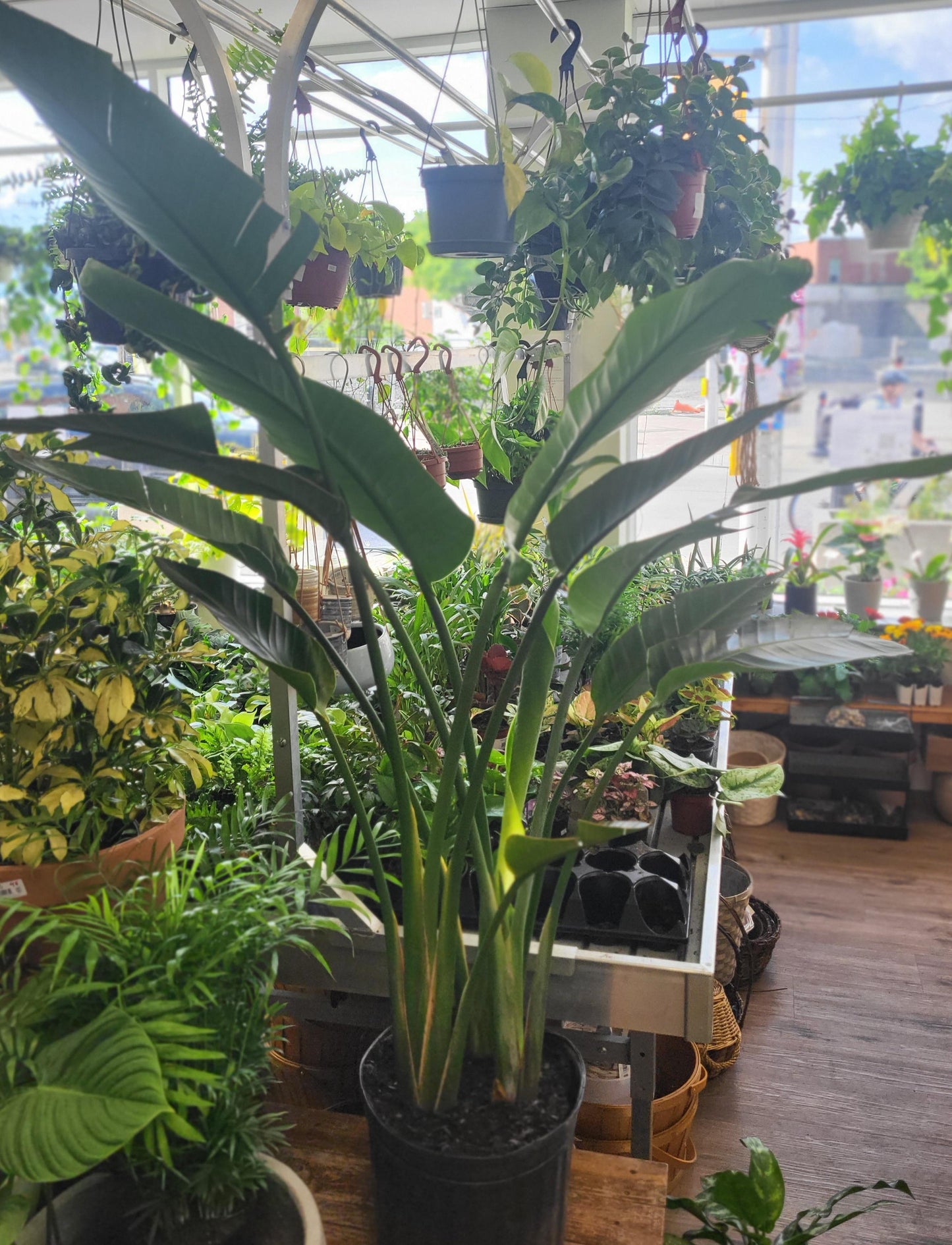 Strelitzia nicolai - Bird of Paradise