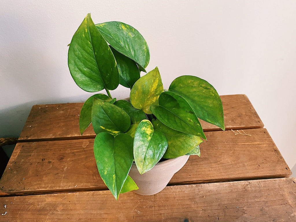 Epipremnum aureum - Pothos ‘Golden’