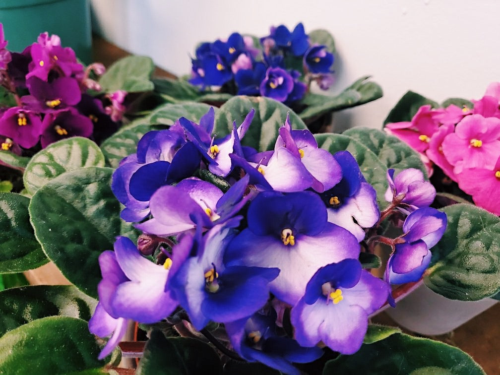 African Violet - Saintpaulia sp.