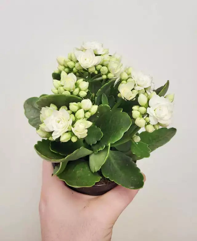 Kalanchoe / Calandiva