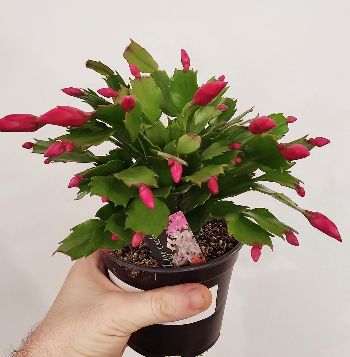 Schlumbergera sp. - Christmas Cactus