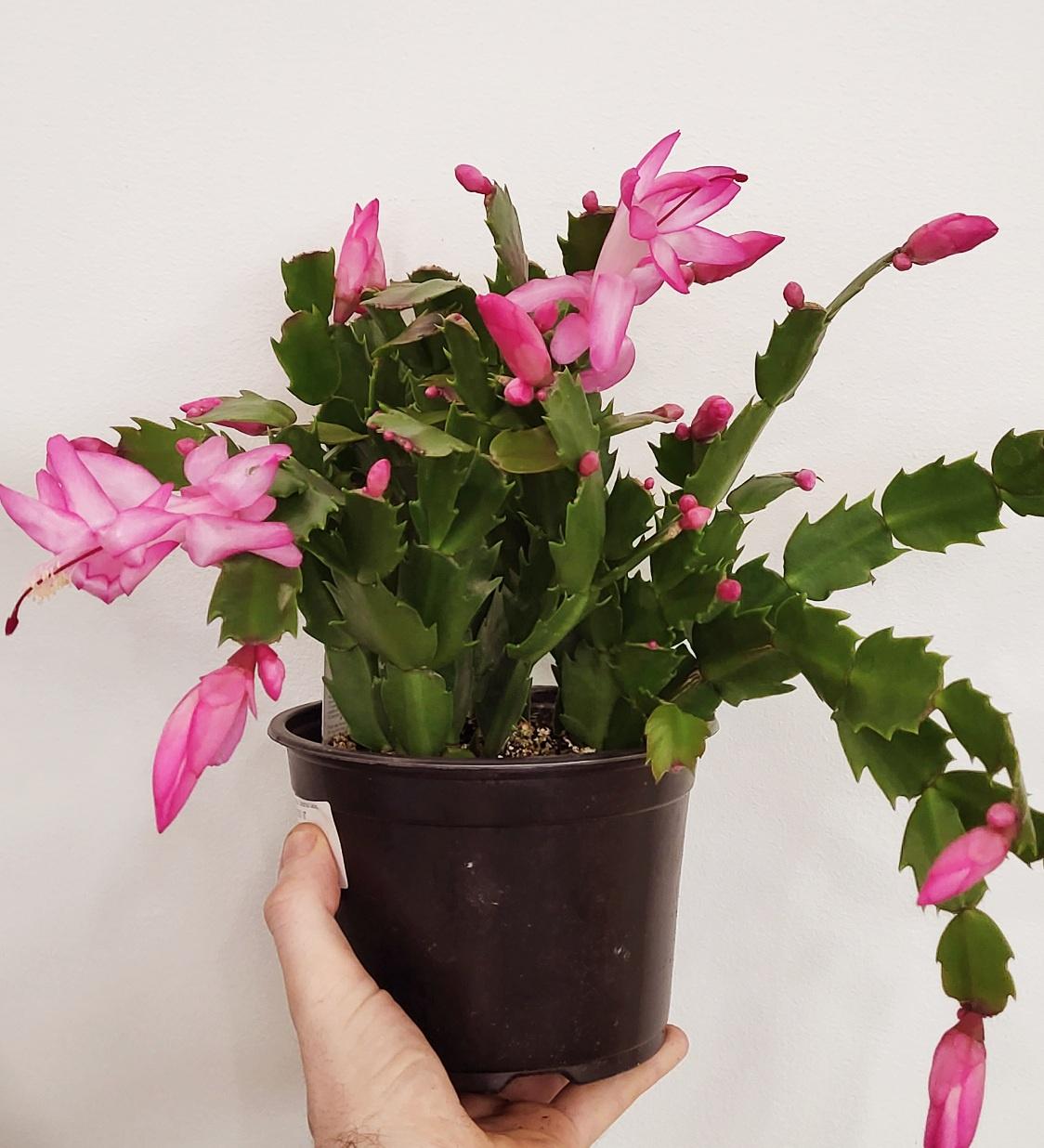 Schlumbergera sp. - Christmas Cactus