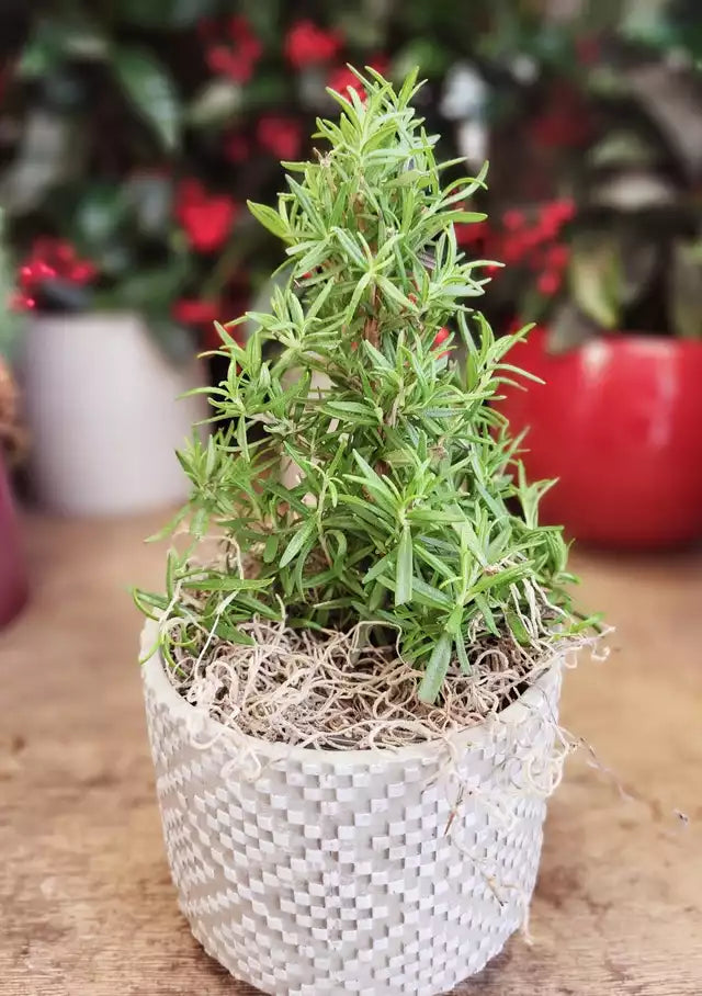 Dressed and Dreamy - 5" Rosemary Topiary