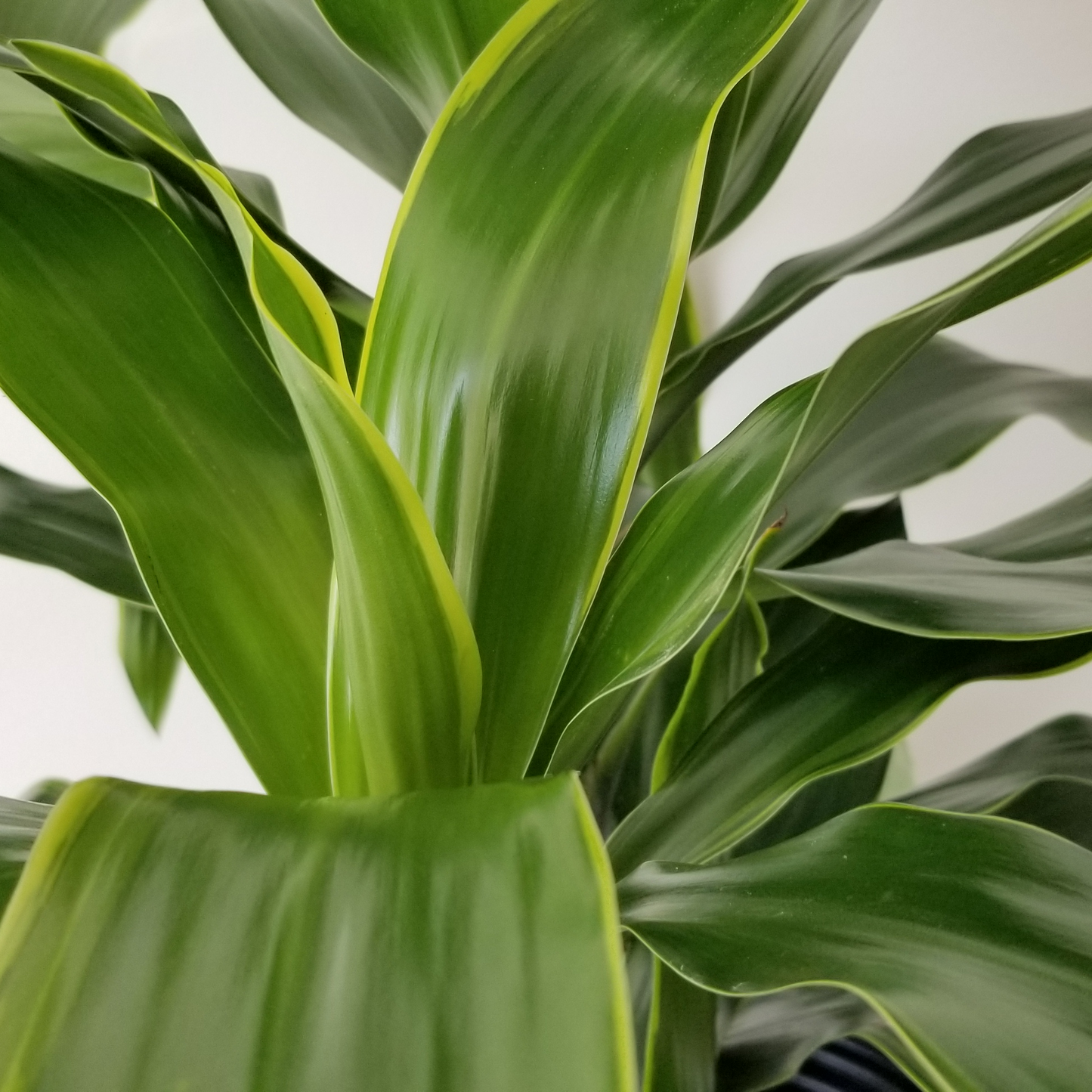 Dracaena ‘Dragon Dorado’