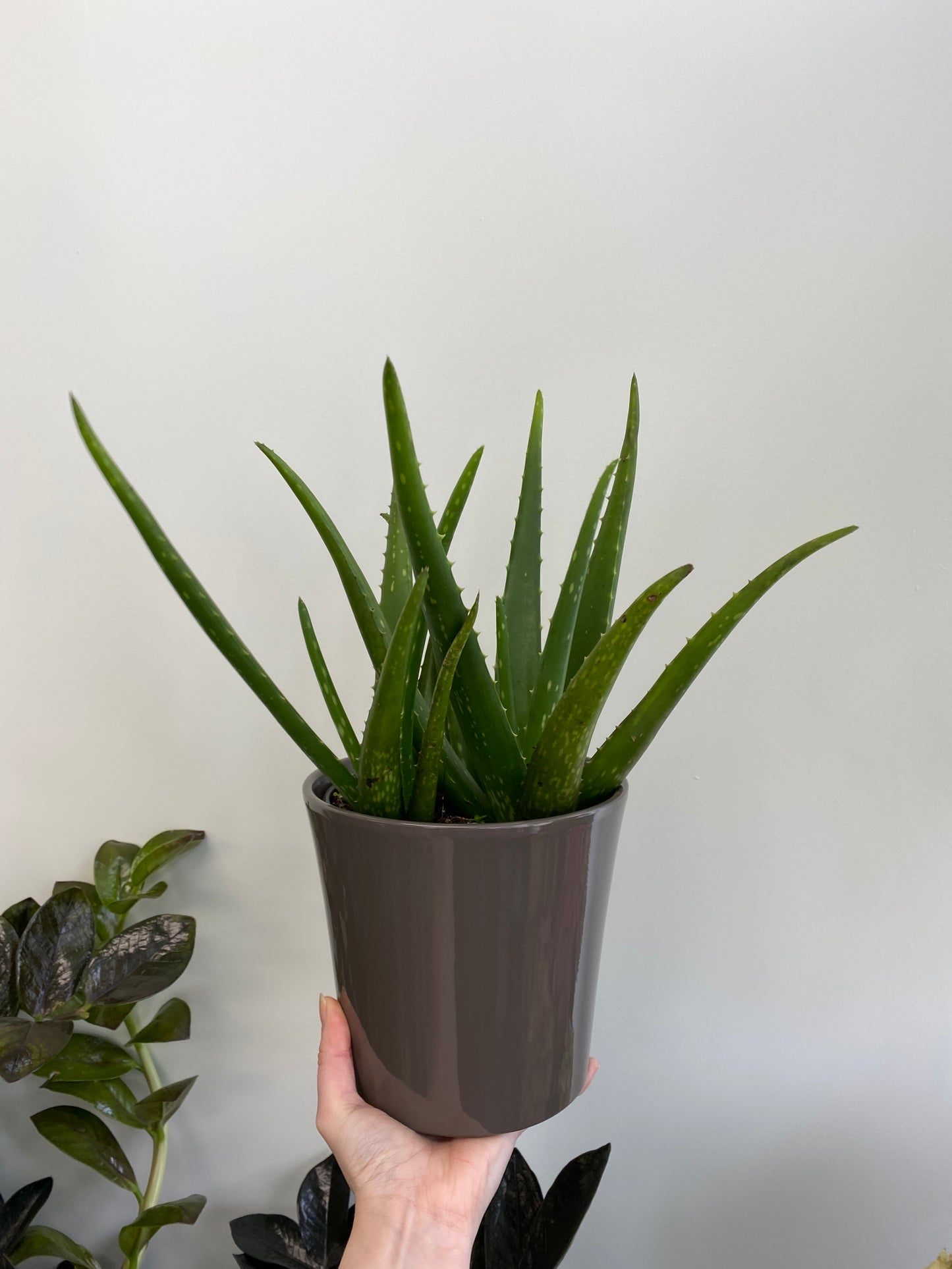 Aloe Vera