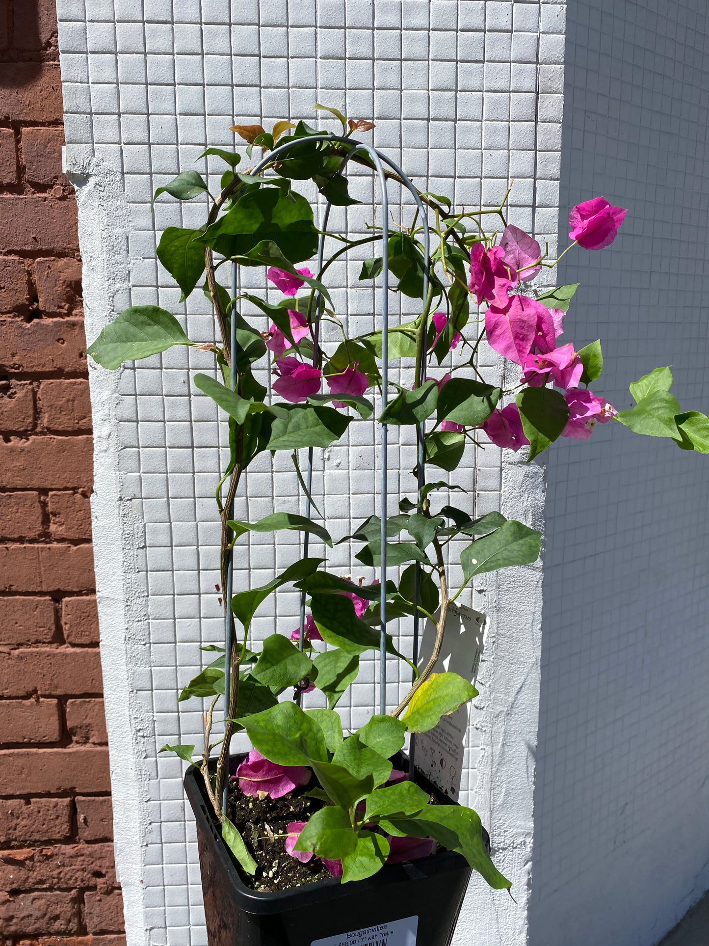 Bougainvillea