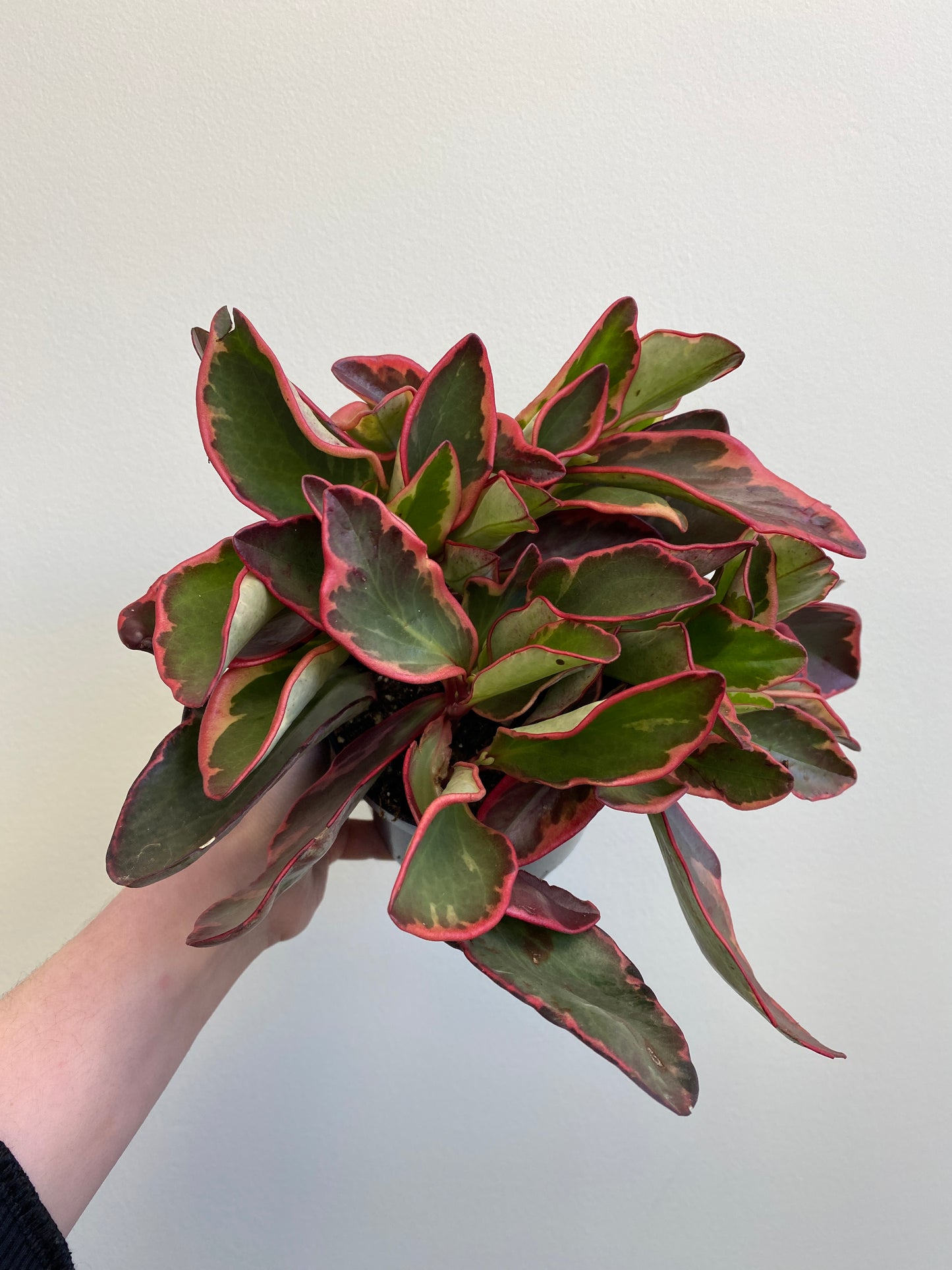 Peperomia clusiifolia 'Ginny'; 'Tricolor' - Red Edge Peperomia