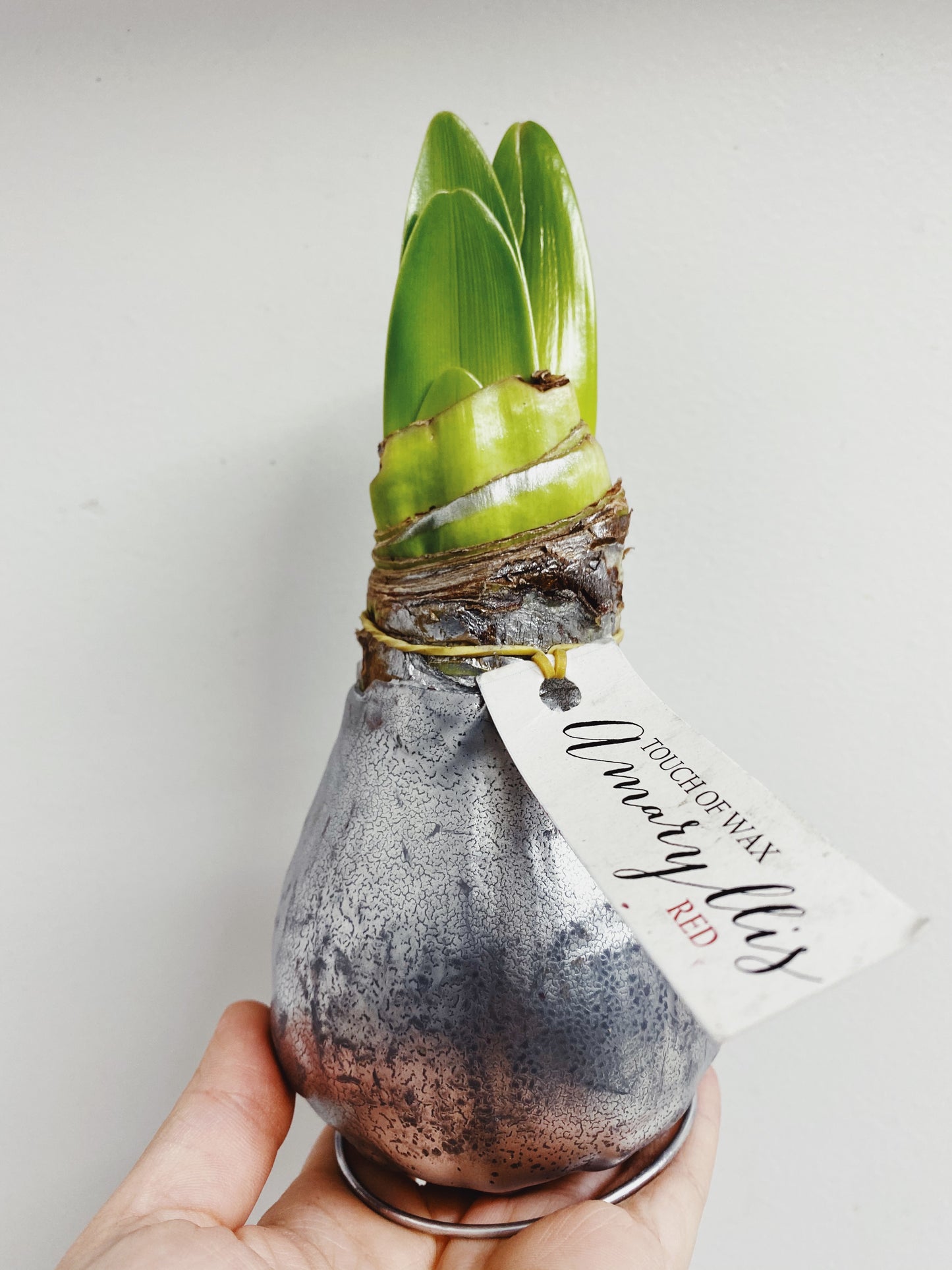 Hippeastrum - Waxed Amaryllis Bulbs