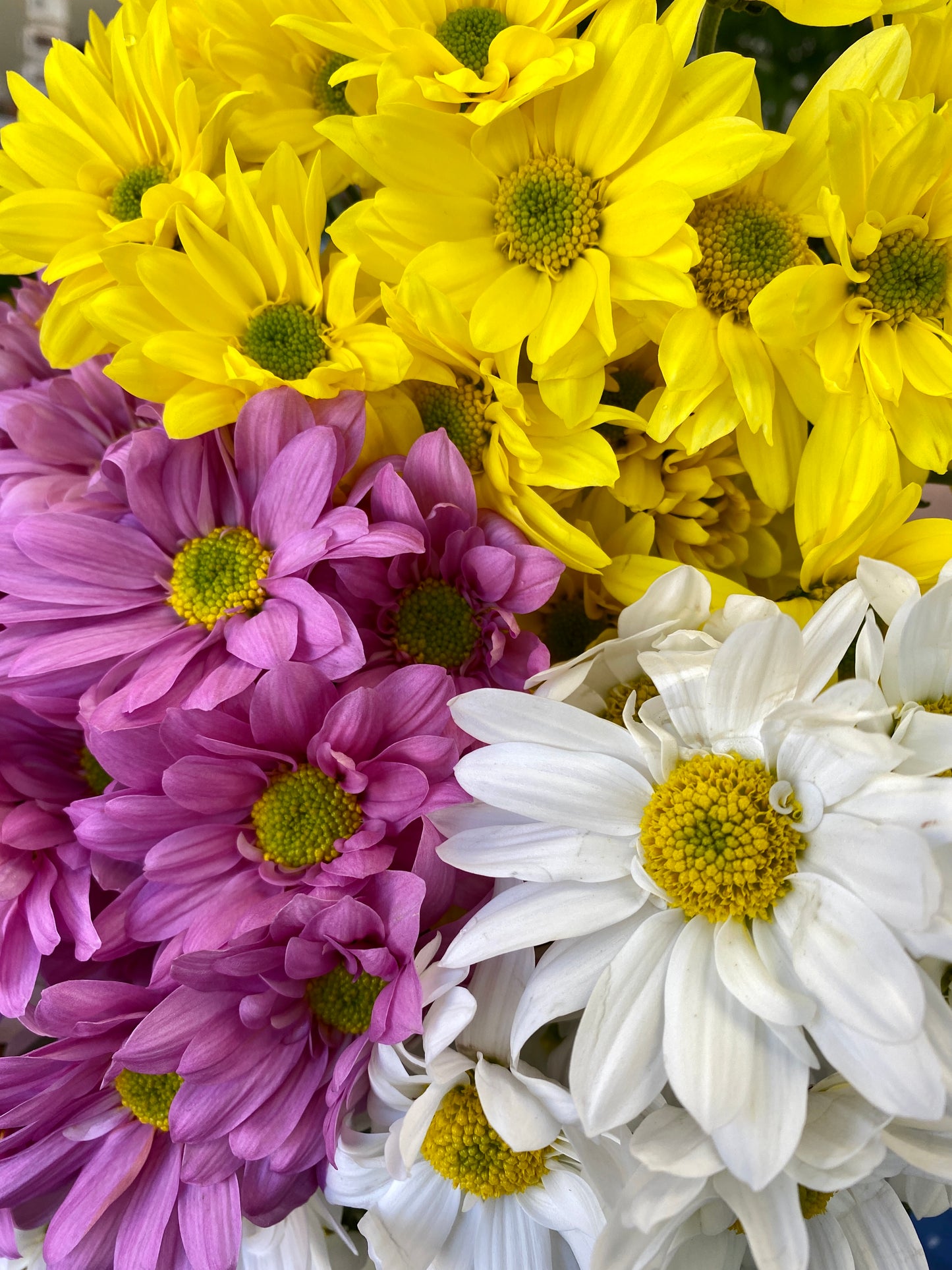 Made With Love - Delightful Daisies
