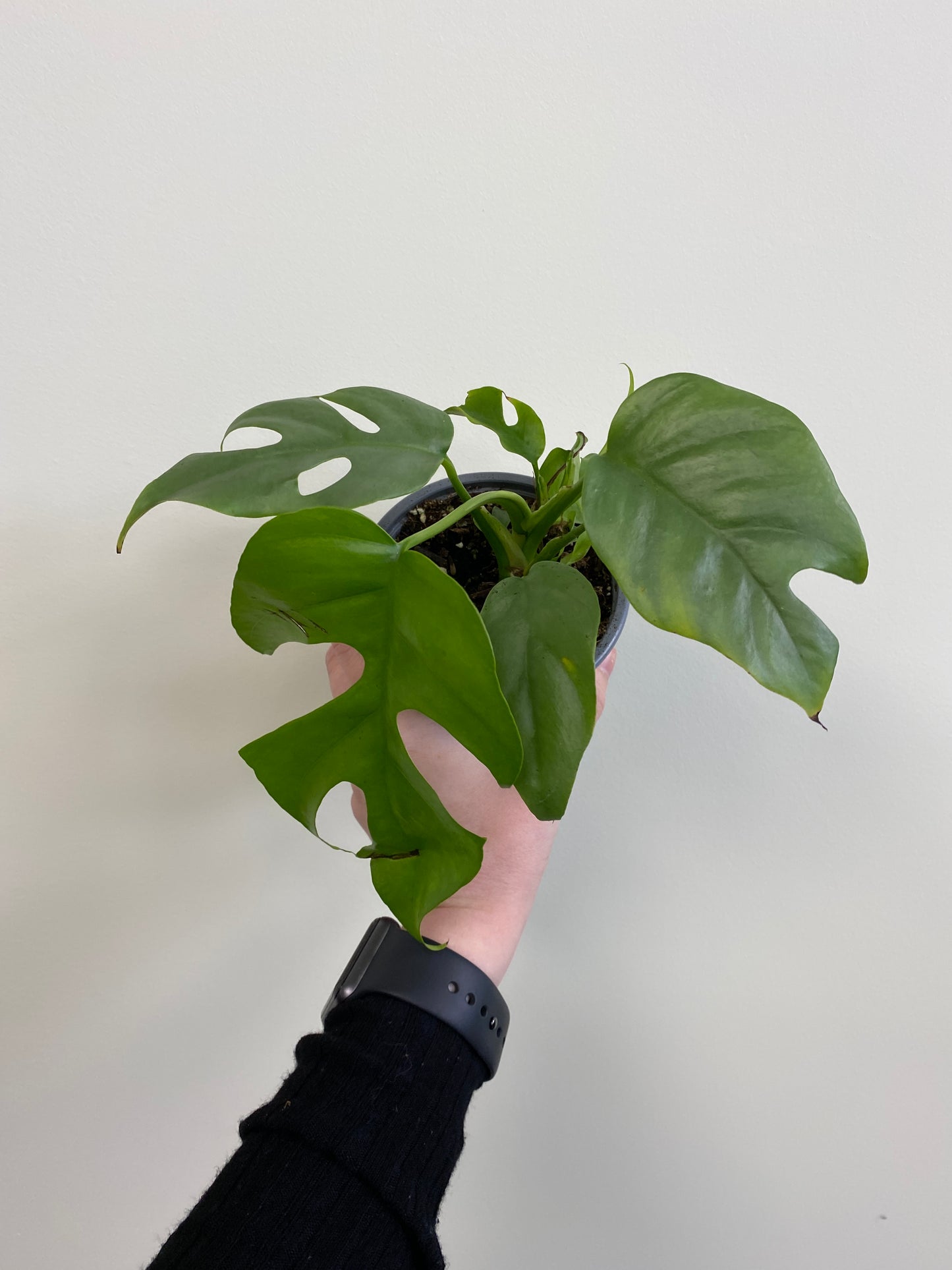 Rhaphidophora tetrasperma - Mini Monstera/Ginny Monstera