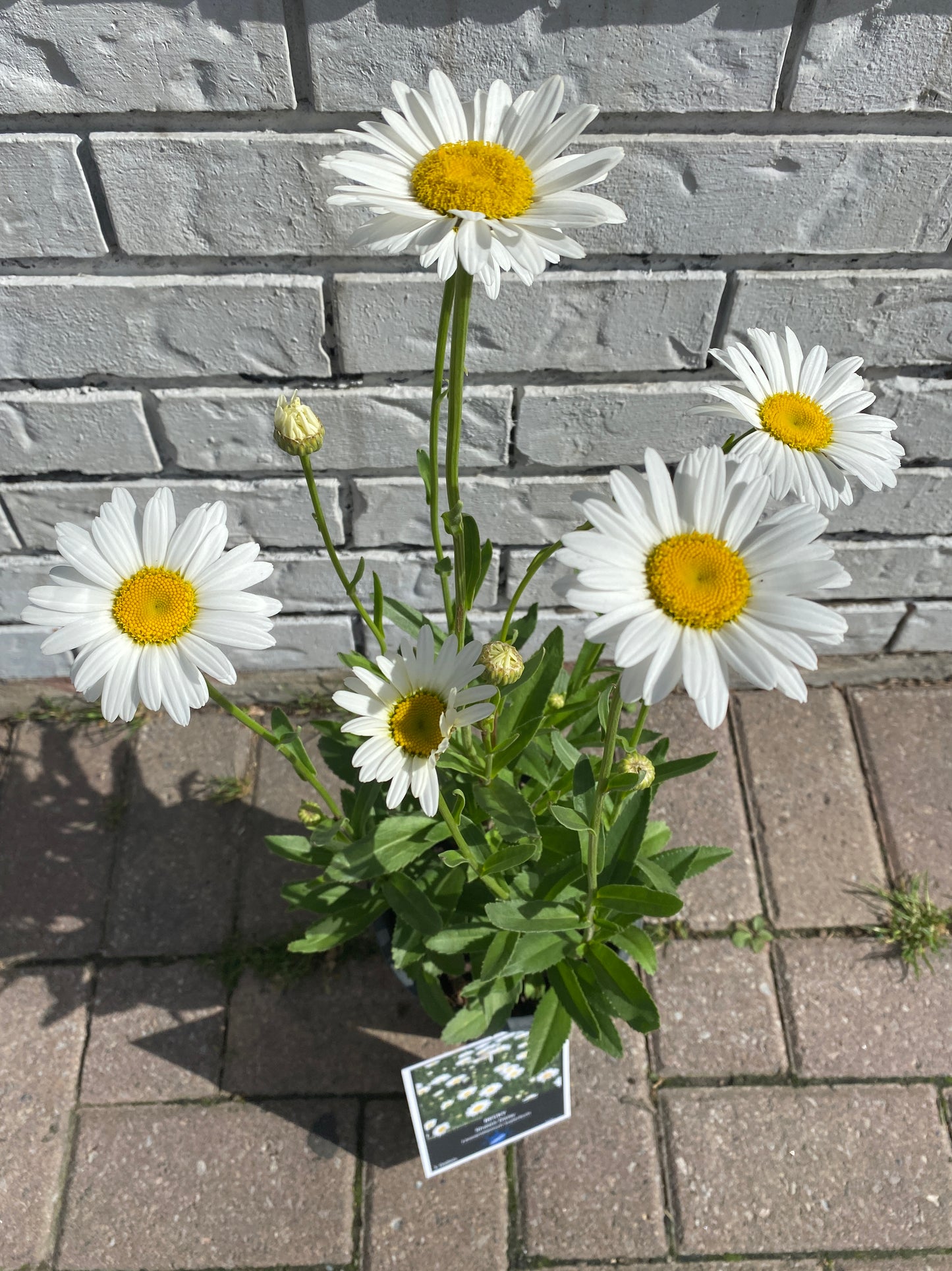 Becky Shasta Daisy - Leucanthemum superbum