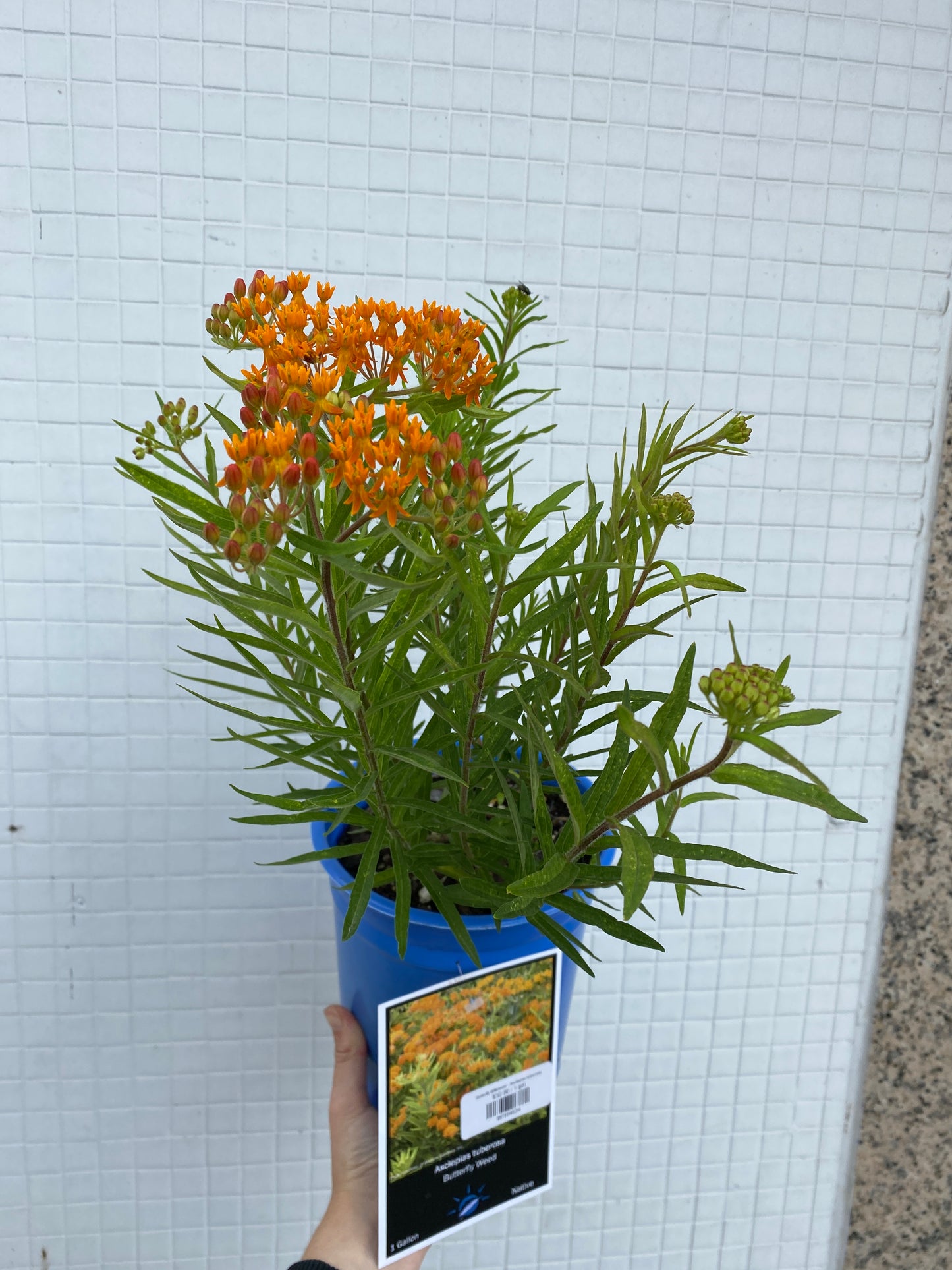 Butterfly Milkweed - Asclepias tuberosa