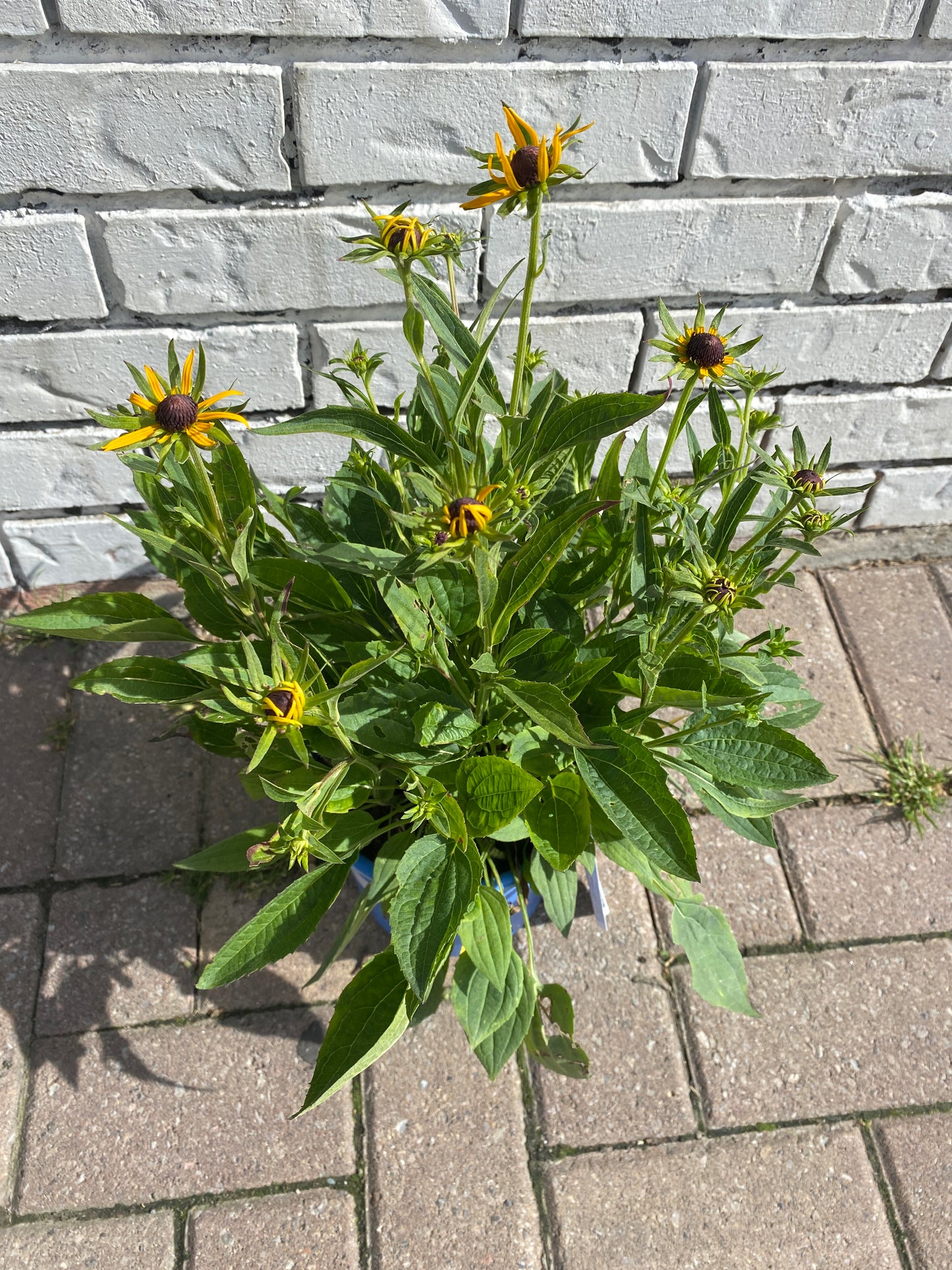 Little Goldstar Dwarf Black-Eyed Susan - Rudbeckia fulgida