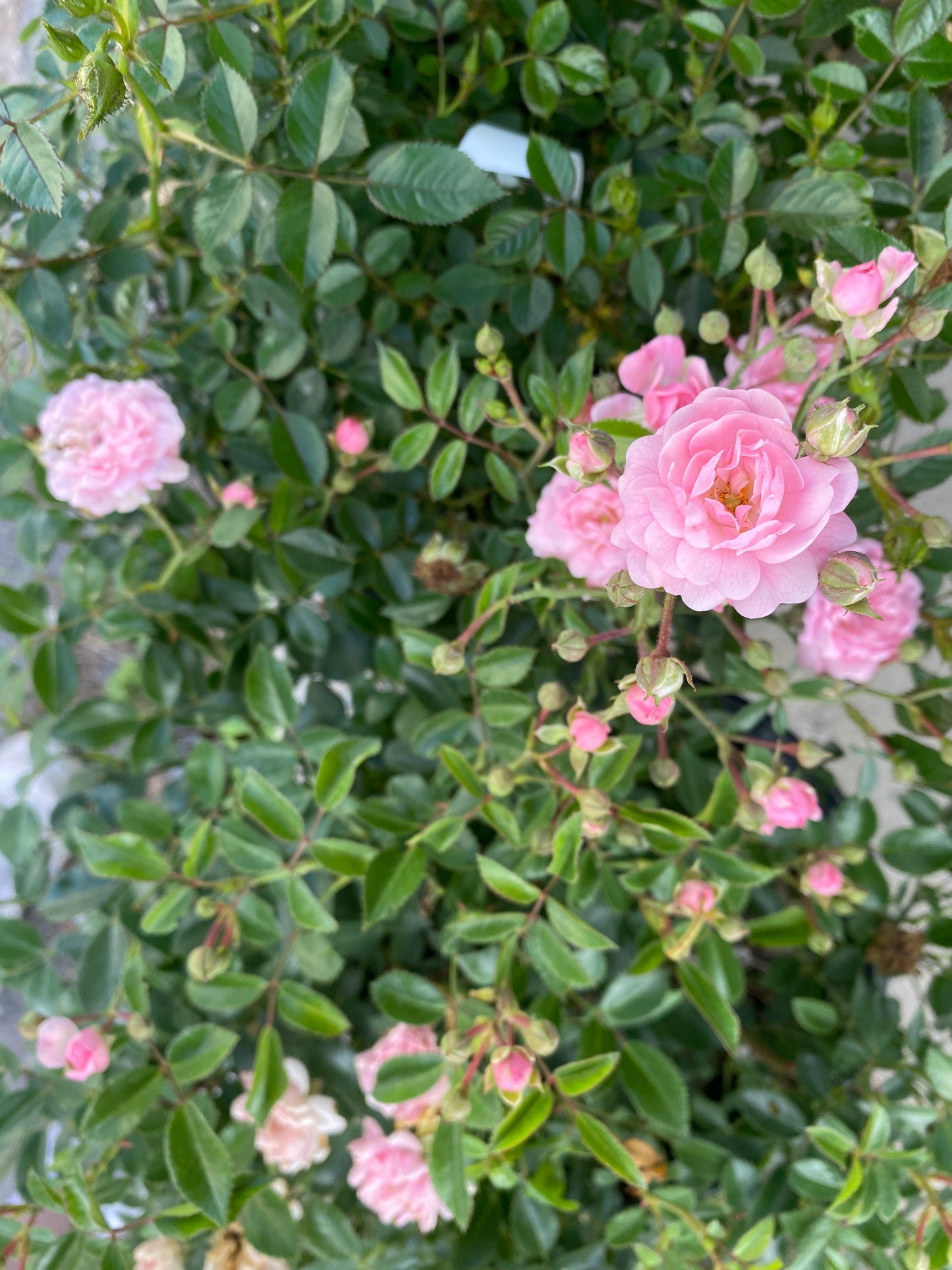Rosa 'The Fairy' - The Fairy Groundcover Rose