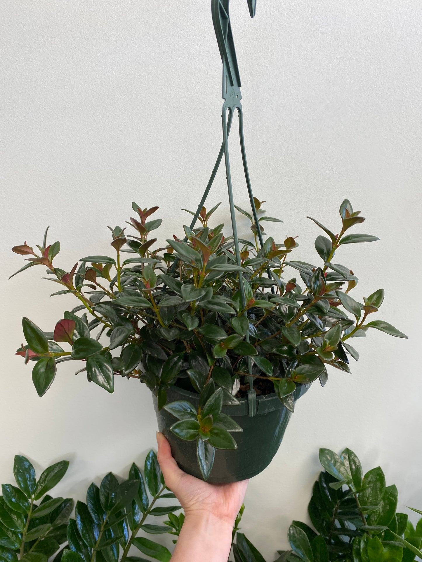 Nematanthus Hybrid 'Black & Gold' - 'Black & Gold' Goldfish Plant