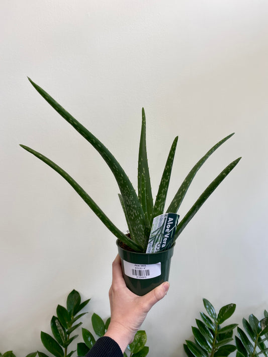 Aloe Vera