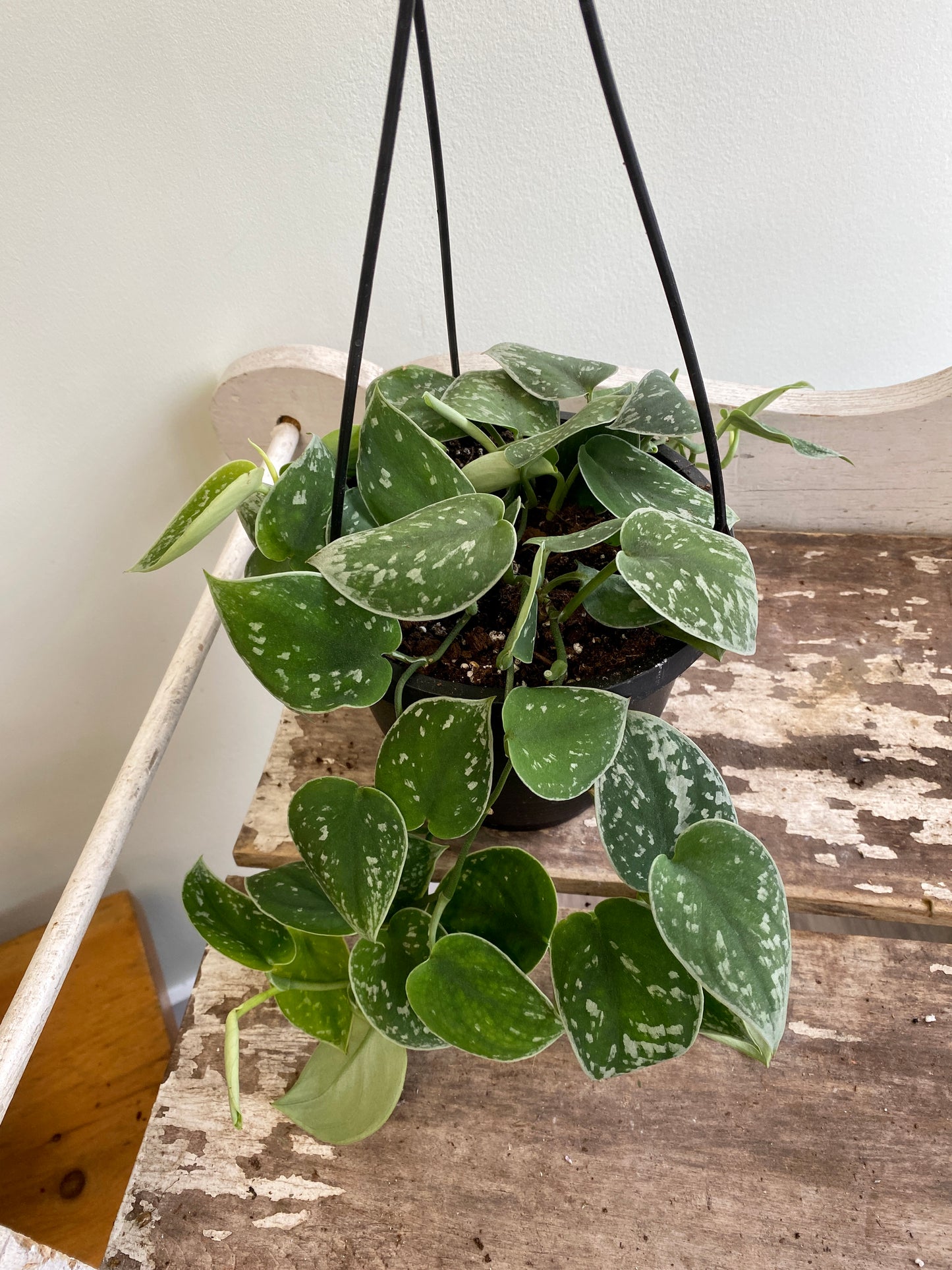 Scindapsus pictus - Pothos ‘Silver Satin’