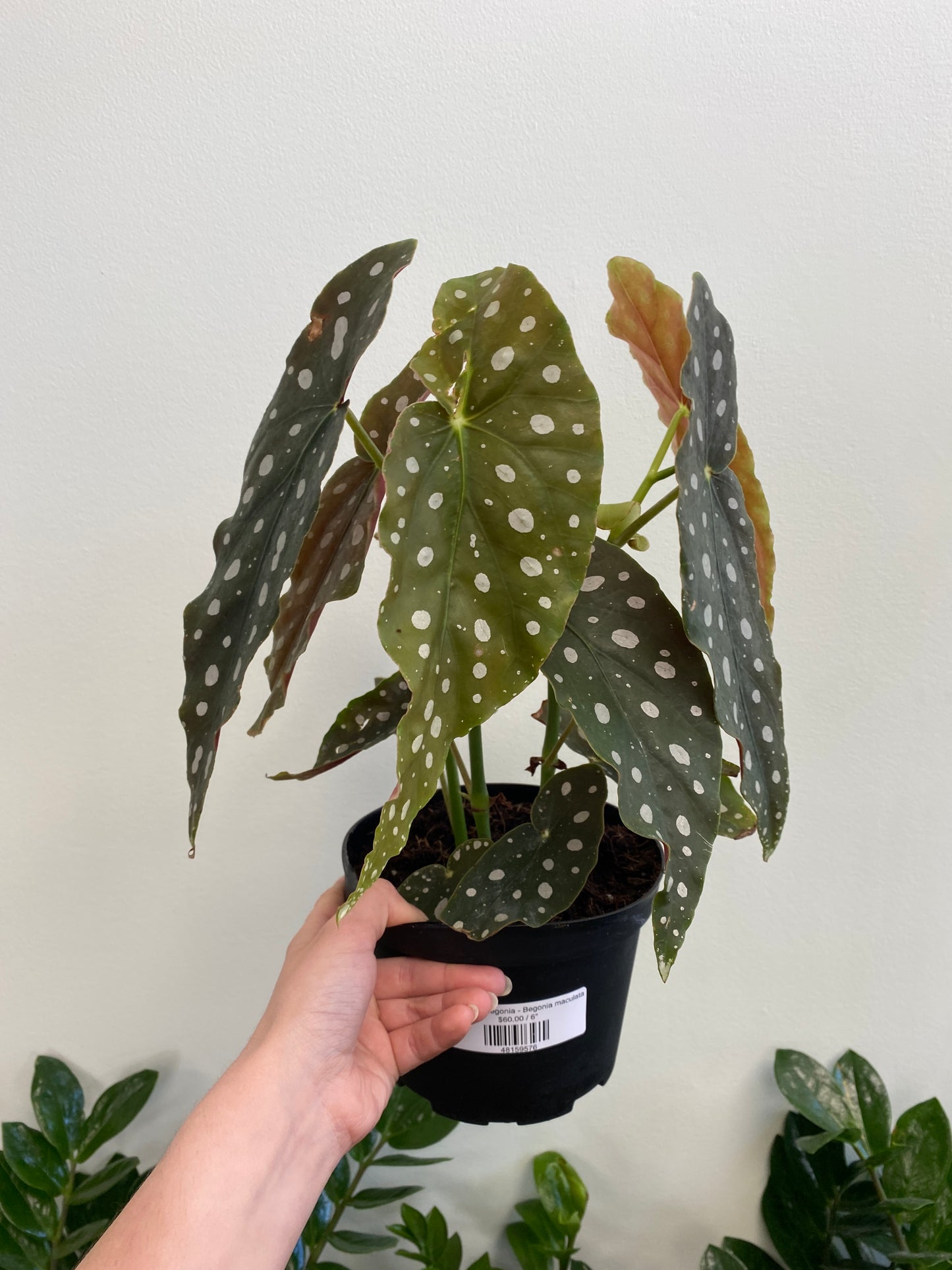 Begonia maculata - Polka Dot/Angel Wing Begonia