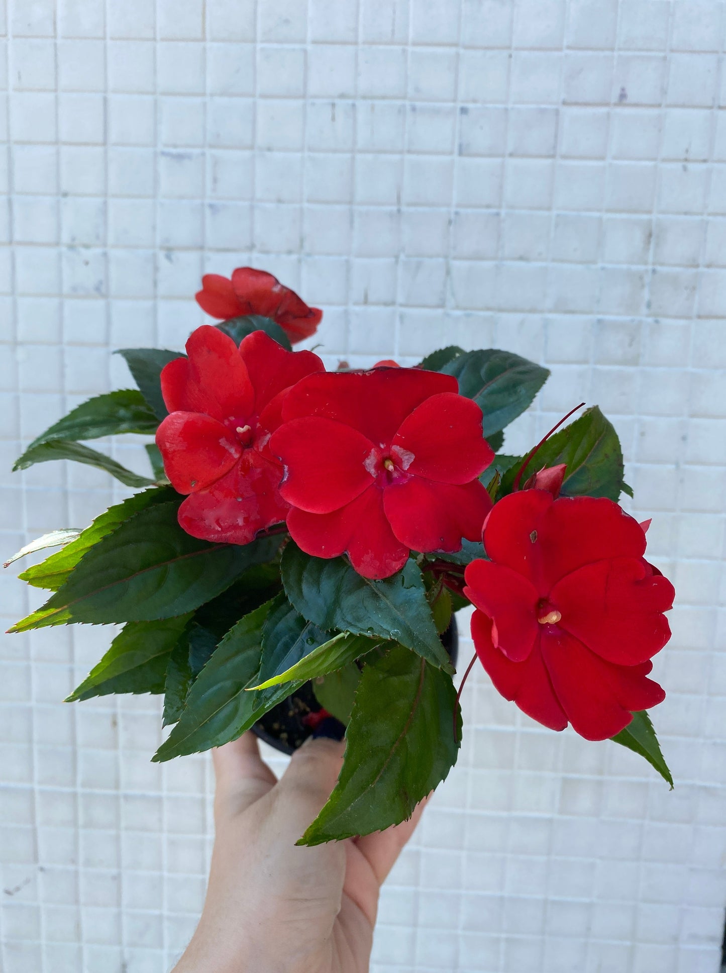 New Guinea Impatiens mixed colors
