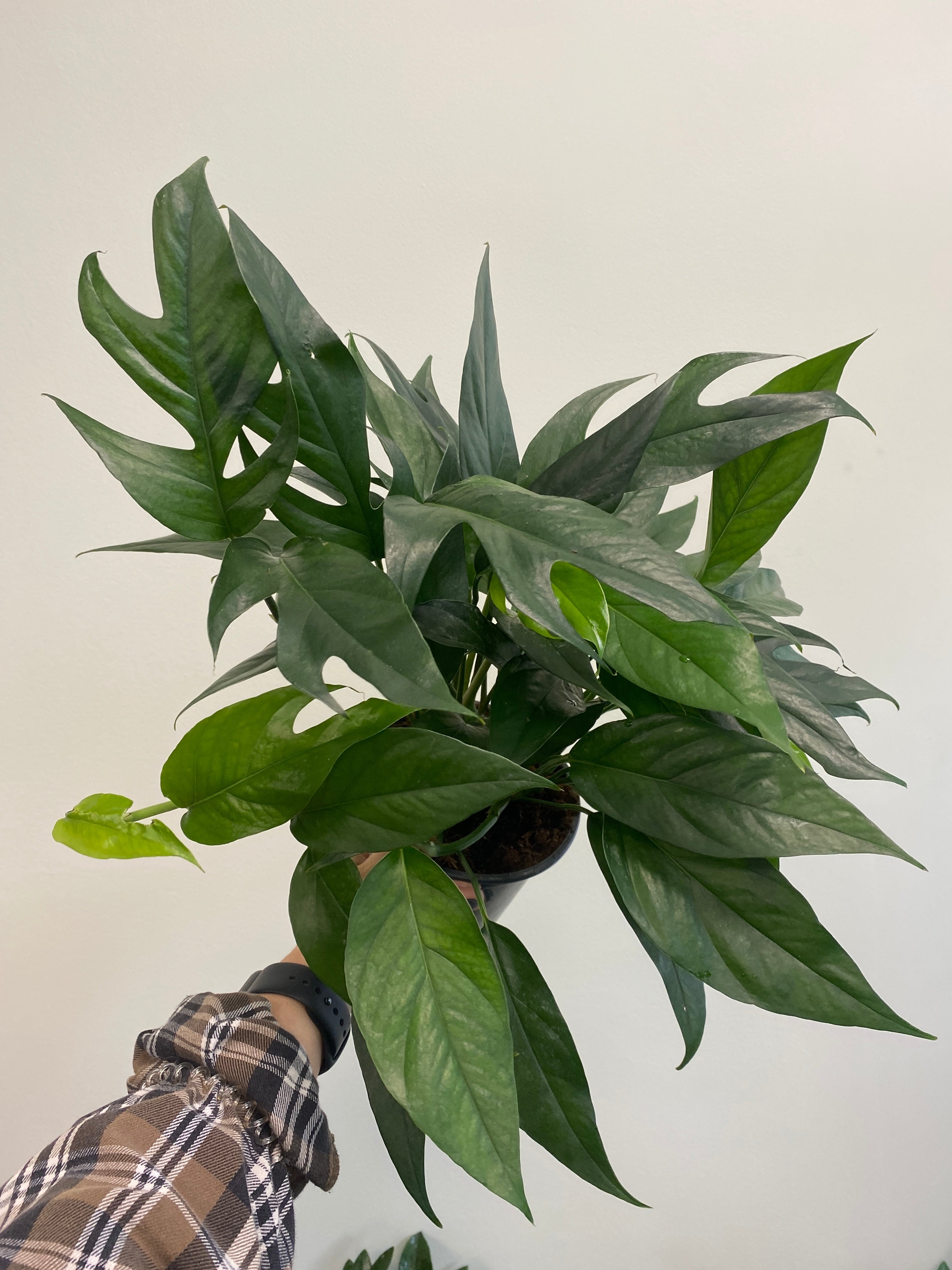 Epipremnum Aureum - Pothos ‘baltic Blue’ – Wild Willy's Plants And Flowers