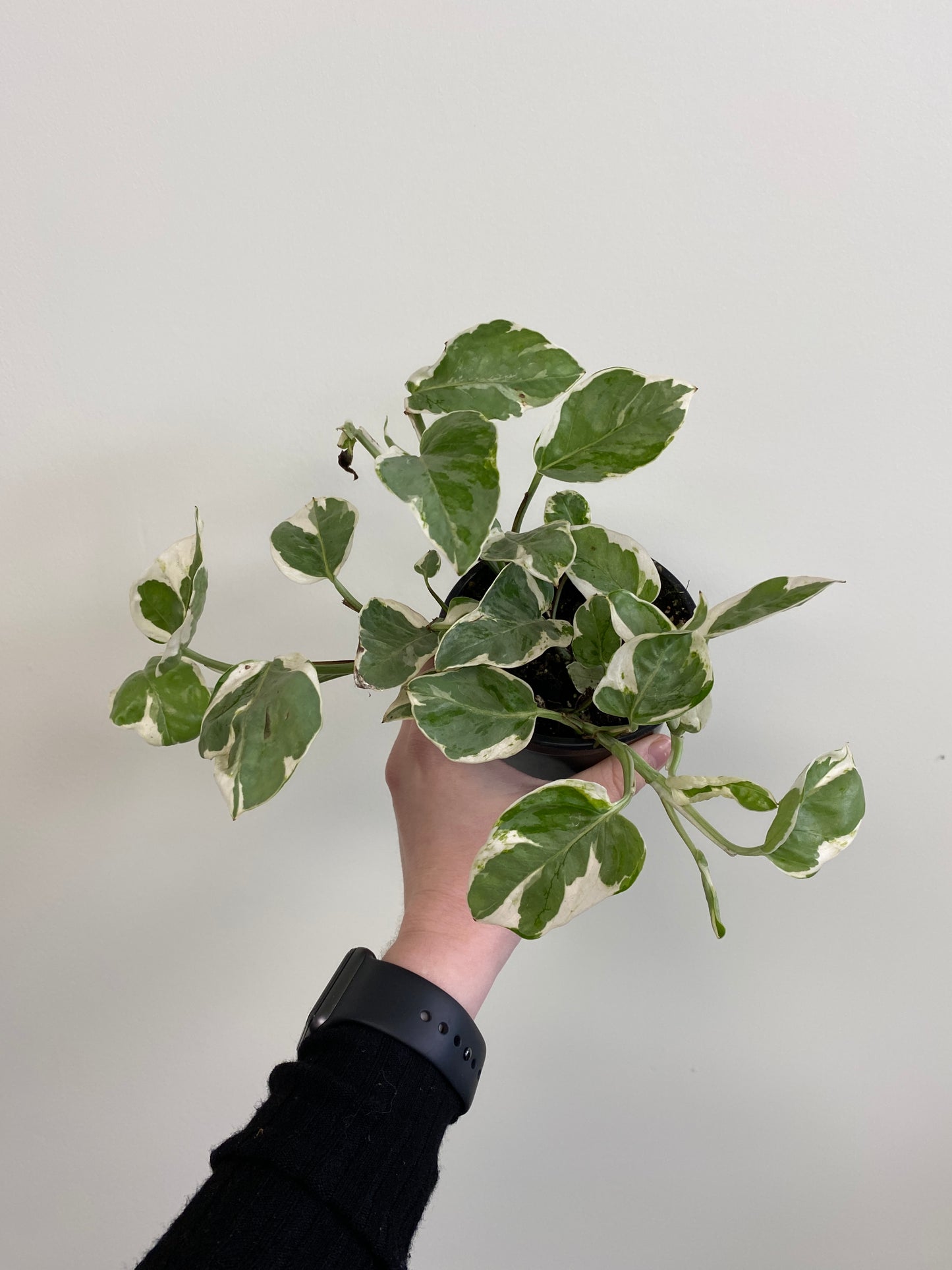 Epipremnum aureum - Pothos ‘Pearls & Jade’