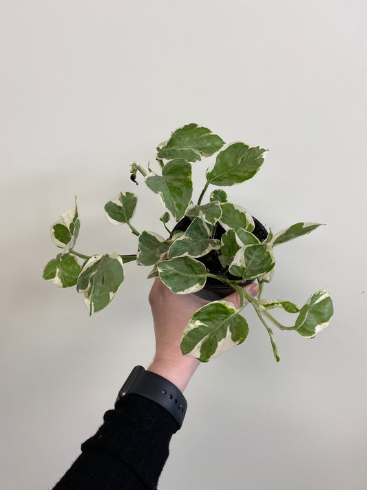 Epipremnum aureum - Pothos ‘Pearls & Jade’