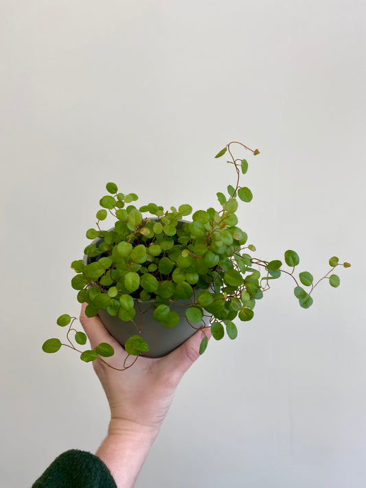 Muehlenbeckia complexa - Angel Ivy, Maidenhair, Wire Ivy