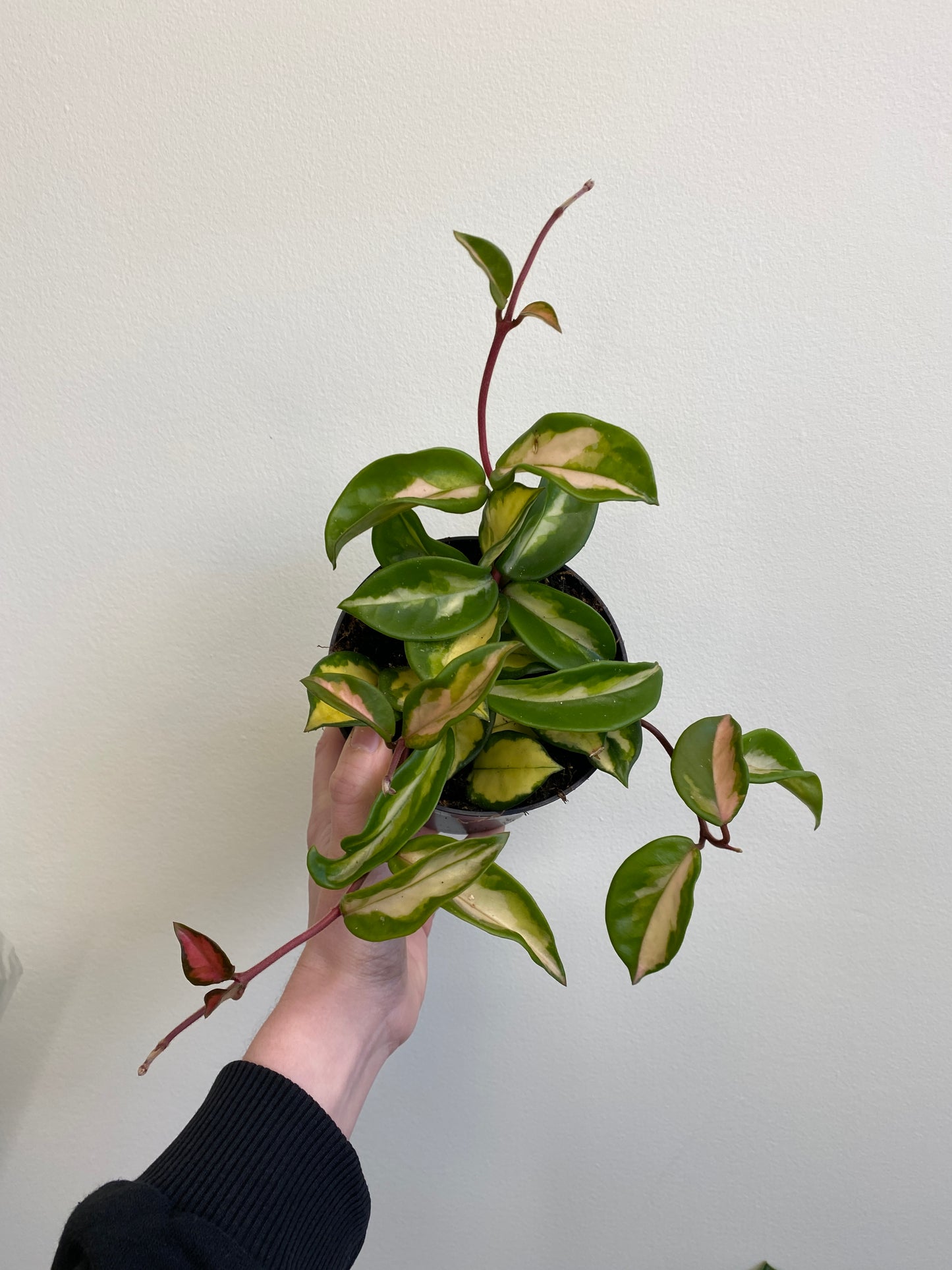 Hoya carnosa 'Variegata'