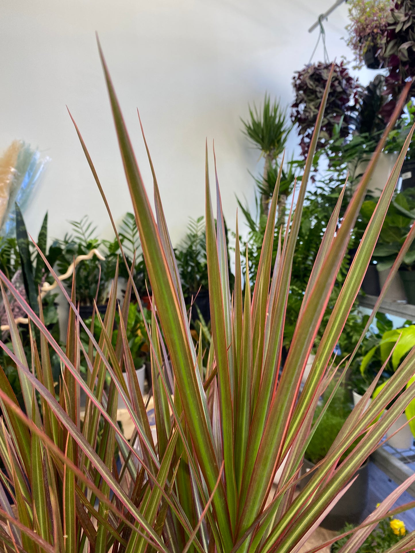 Dracaena marginata Braid