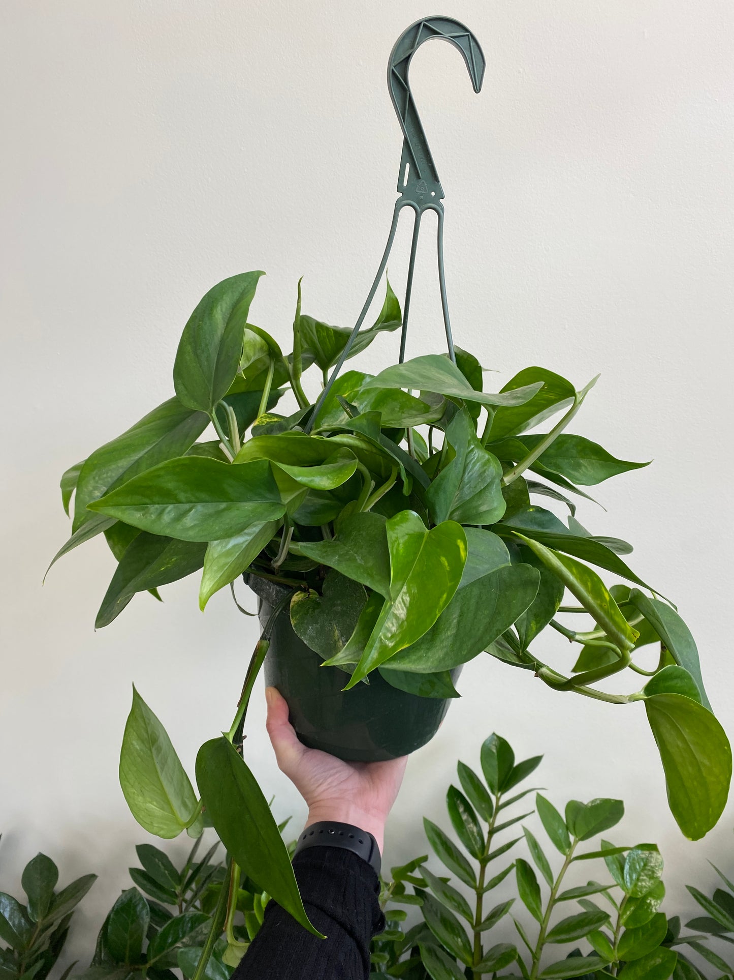 Epipremnum aureum - Pothos ‘Golden’